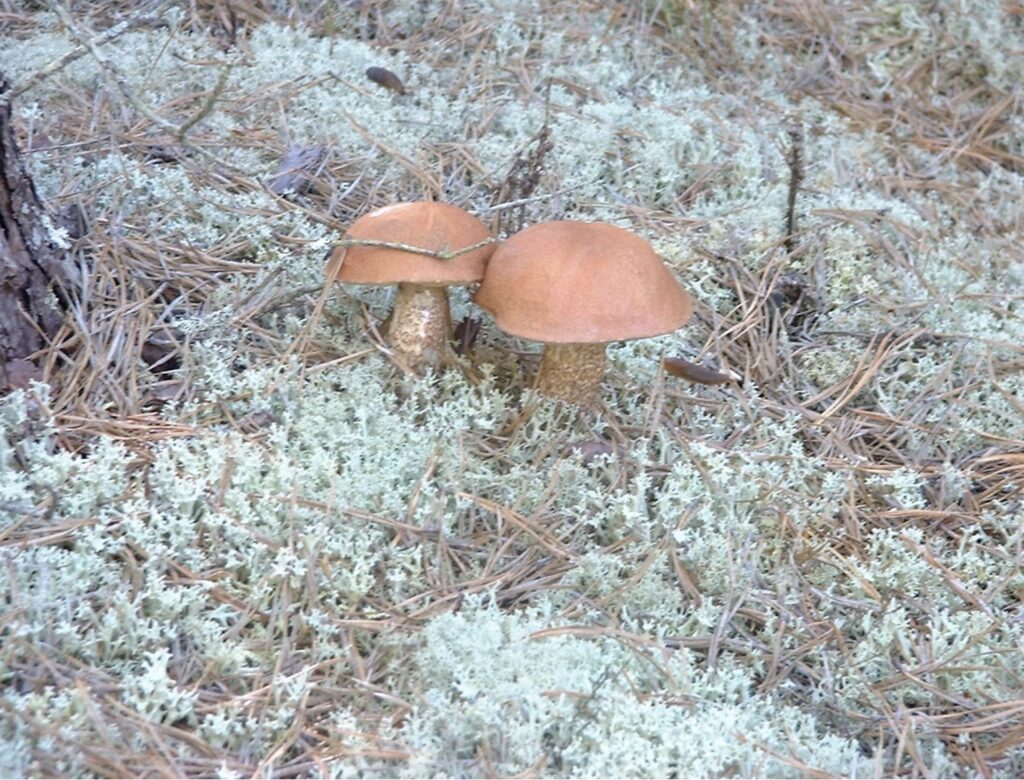 George Seryogin image of mushrooms