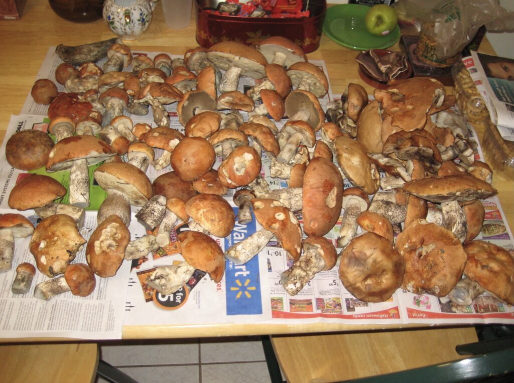 George Seryogin’s image of collected mushrooms

