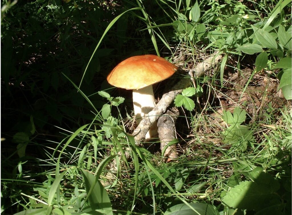 George Seryogin’s image of local wild mushroom 

